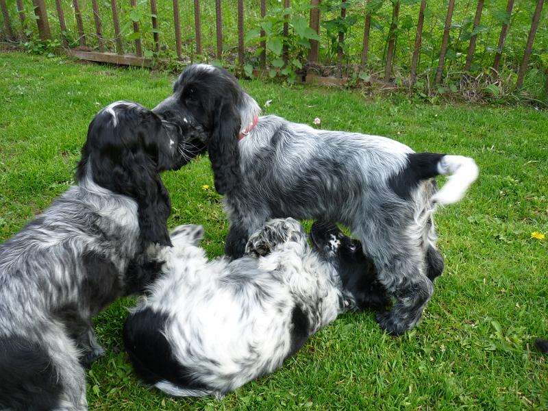 4-Bella 23.5.2010.JPG